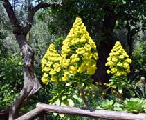 Flowers of Capri - Villa Eva