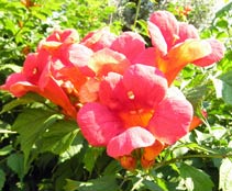 Flowers in Villa Eva's garden