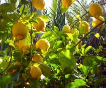 Capri's lemons - Villa Eva